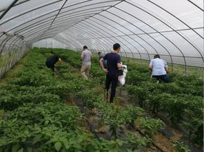 開展農產品例行監(jiān)測 守護舌尖上的安全